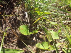 Aspronema dorsivittatum