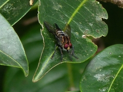Amblyonychus