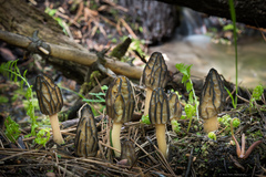 Morchella brunnea
