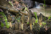 Morchella magnispora - Photo (c) Mike Potts, some rights reserved (CC BY-NC-ND), uploaded by Mike Potts