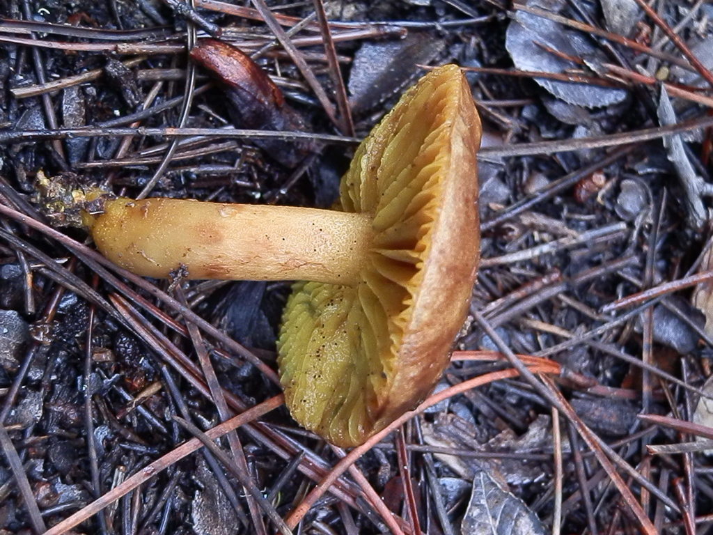 Golden Gilled Bolete from Salt Point, Sonoma Co., California, USA on