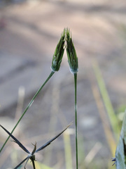 Bidens leptocephala