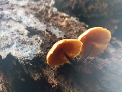 Galerina marginata