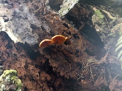 Galerina marginata