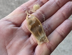 Scyliorhinus canicula