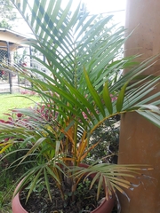 Dypsis lutescens