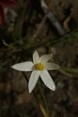 Pauridia serrata albiflora