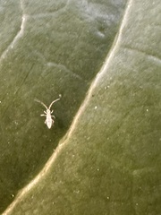 Entomobrya nivalis