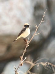 Oenanthe melanoleuca