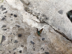 Urbanus proteus proteus