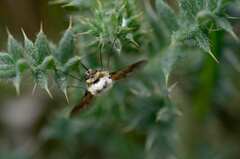 Bombyliidae