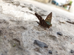 Urbanus proteus proteus