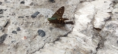 Urbanus proteus proteus