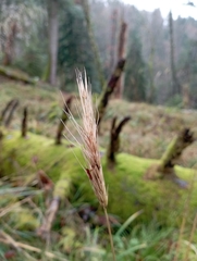Hordelymus europaeus