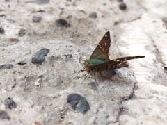 Urbanus proteus proteus