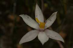Cyanella alba