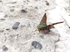 Urbanus proteus proteus