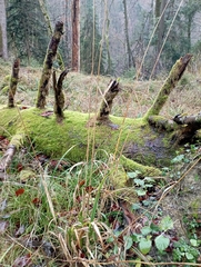 Hordelymus europaeus