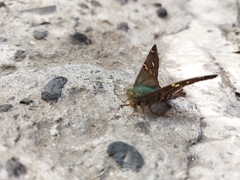 Urbanus proteus proteus