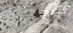 Urbanus proteus proteus