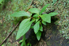 Rhynchotechum discolor