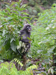 Trachypithecus obscurus