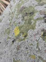 Flavoplaca