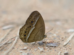 Mycalesis orseis