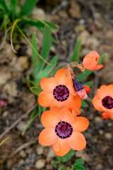 Sparaxis elegans