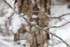 Malus prunifolia