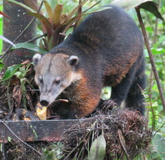 Nasua olivacea