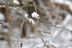 Malus prunifolia