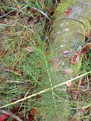 Equisetum telmateia telmateia