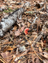 Sarcoscypha austriaca