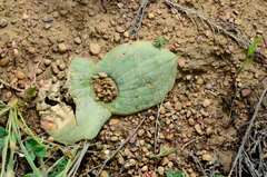 Massonia pseudoechinata