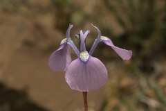 Moraea grandis