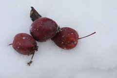 Malus prunifolia
