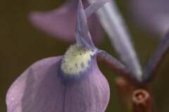 Moraea grandis