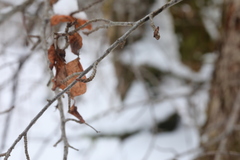 Malus prunifolia