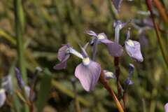 Moraea grandis