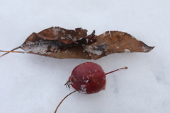 Malus prunifolia