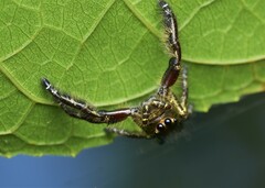 Hyllus diardi