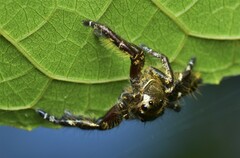 Hyllus diardi