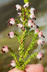Erica spumosa