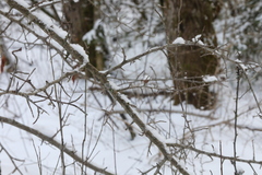 Malus prunifolia