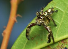 Hyllus diardi