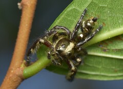Hyllus diardi