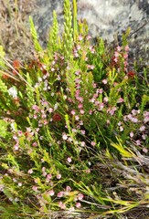Erica spumosa