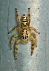 Hyllus diardi