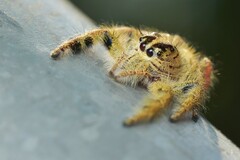 Hyllus diardi